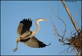 _2SB3630 great-blue heron returning to nest
